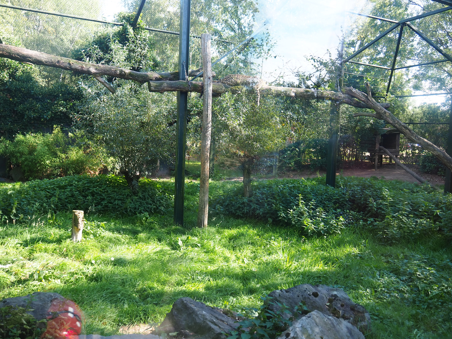 North Persian leopard exhibit, 2019-09-15