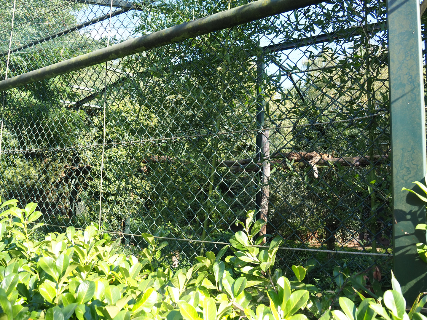 North Persian leopard exhibit, 2019-09-15