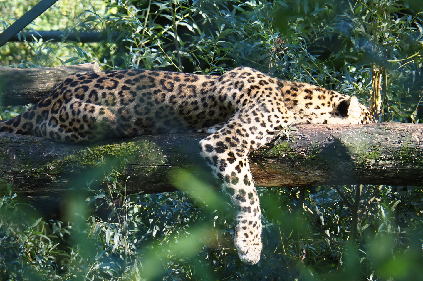 North persian leopard (Panthera pardus saxicolor), 2019-09-15