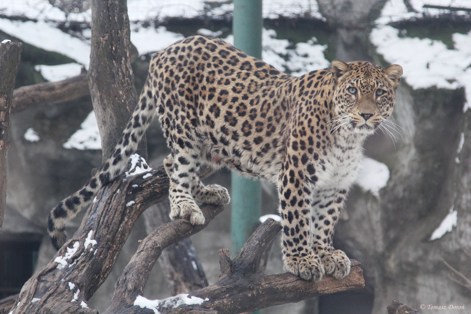 North Persian Leopard (Panthera pardus saxicolor)