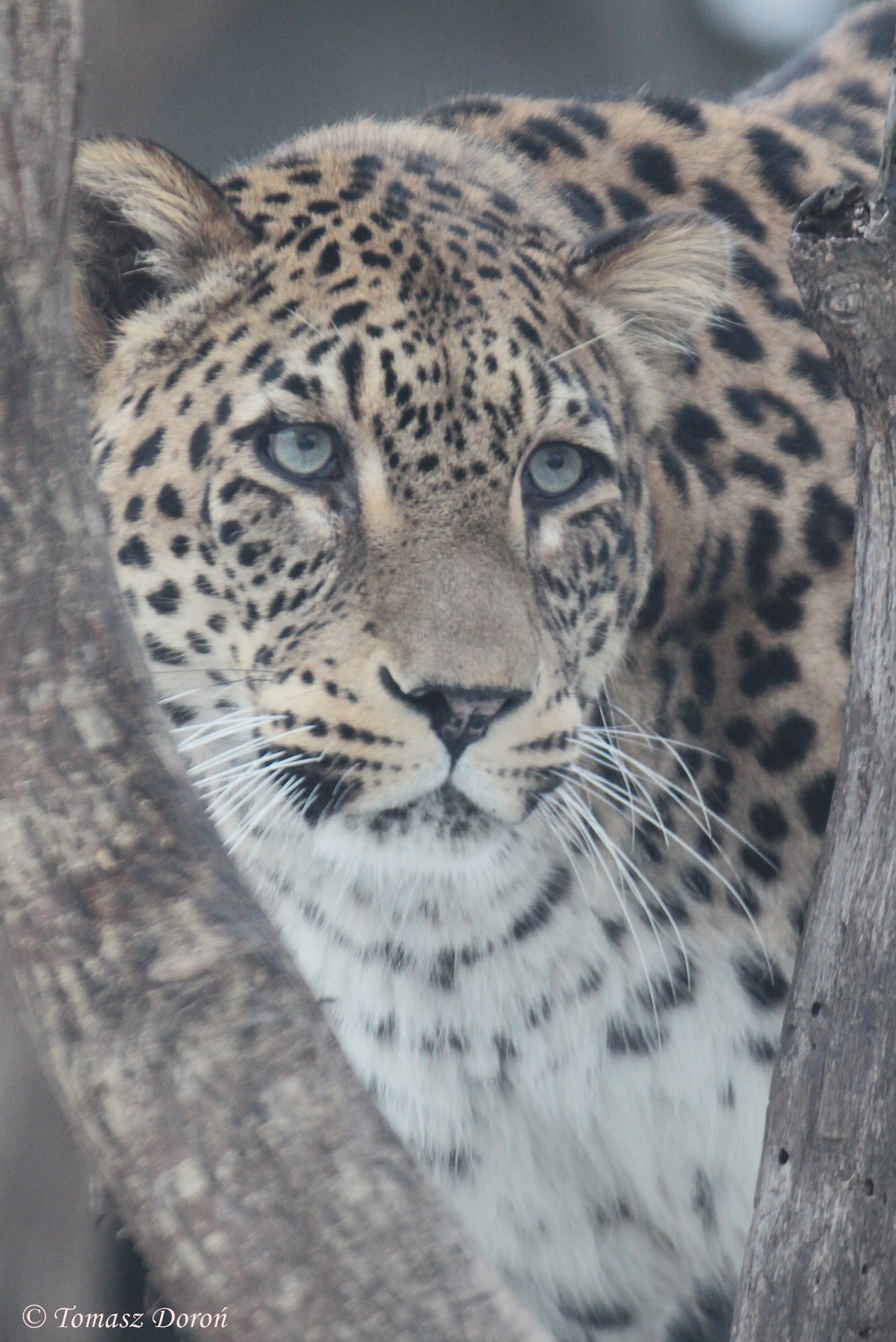 North Persian Leopard (Panthera pardus saxicolor)