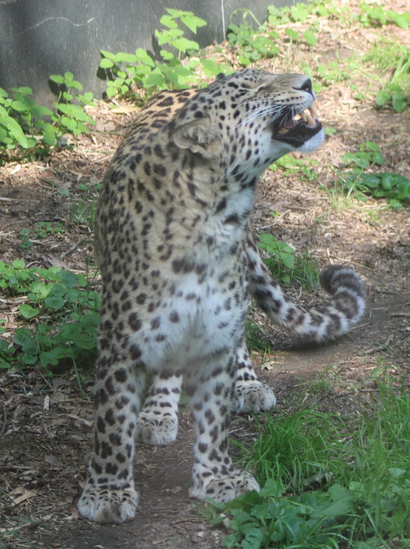North persian leopard