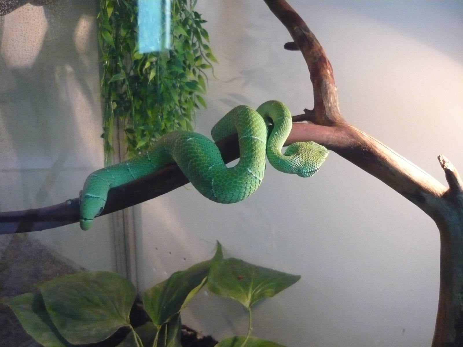 North Philippine temple pitviper (Tropidolaemus subannulatus)