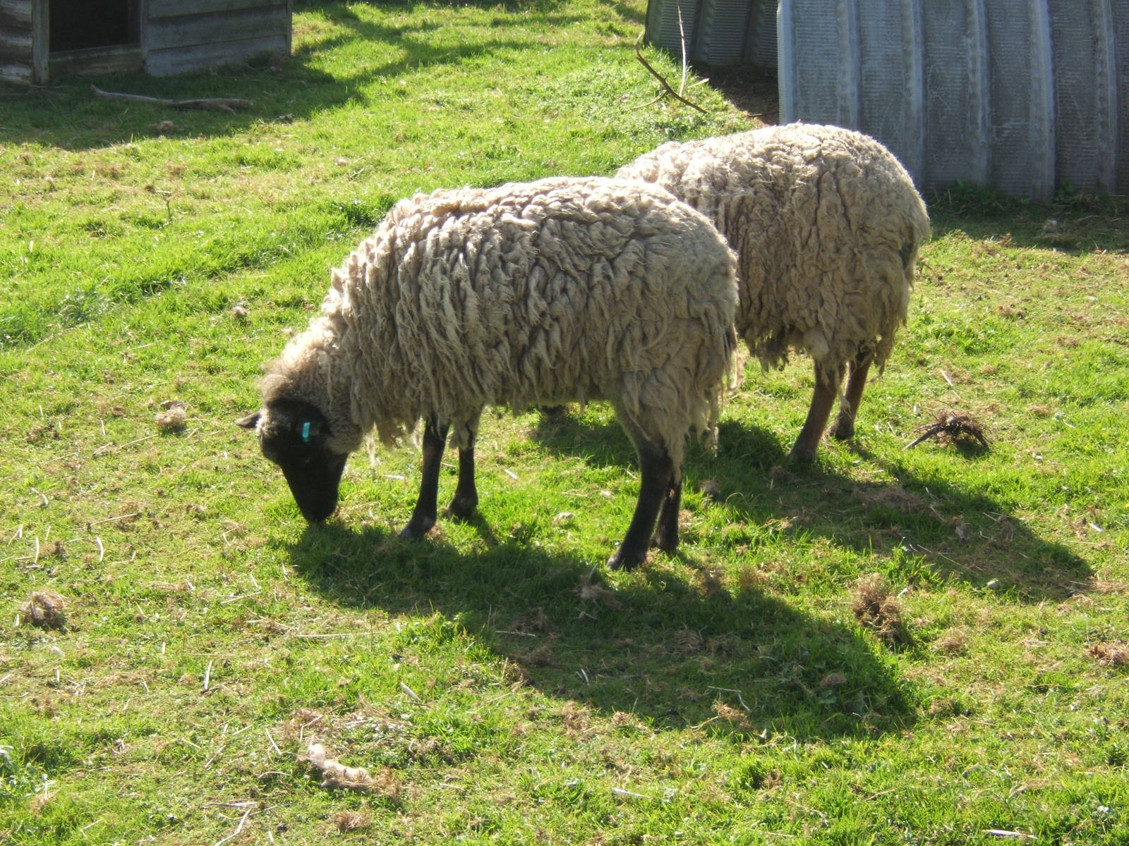 North Ronaldsay Sheep