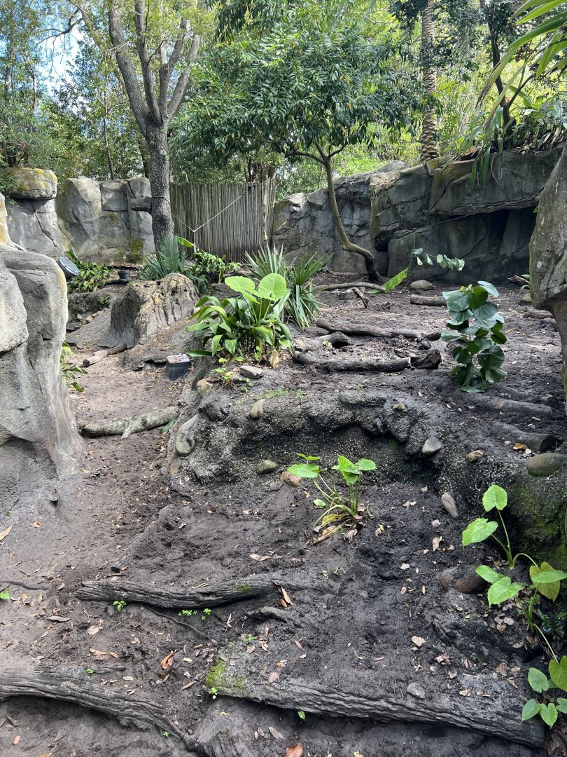 North Saluwesi Babirusa Exhibit