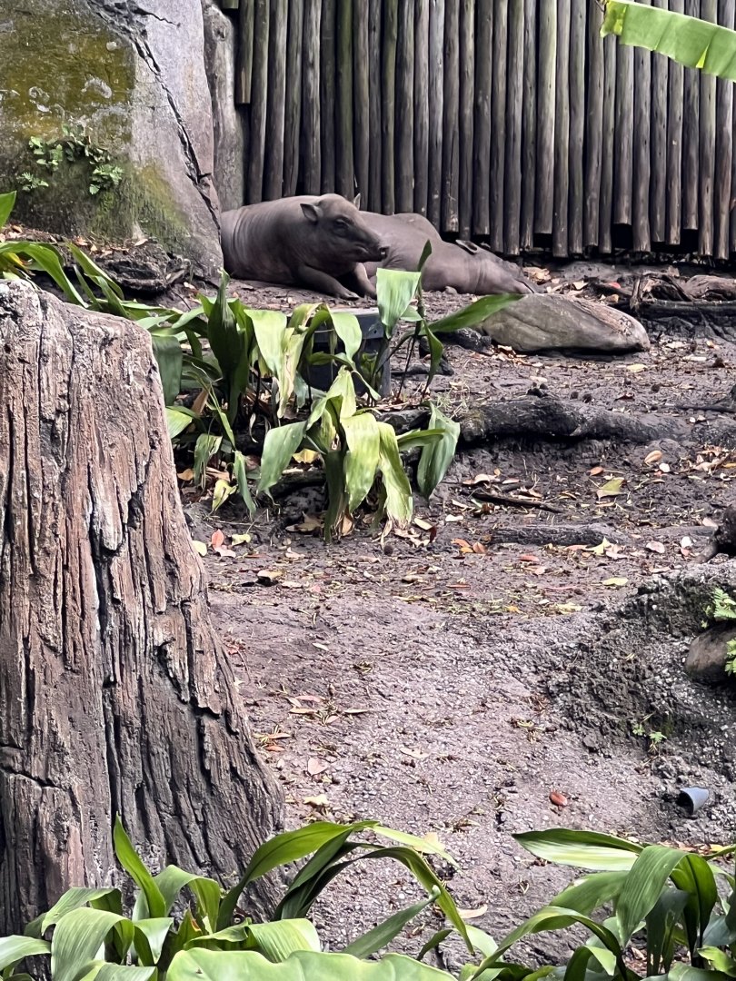 North Saluwesi Babirusas