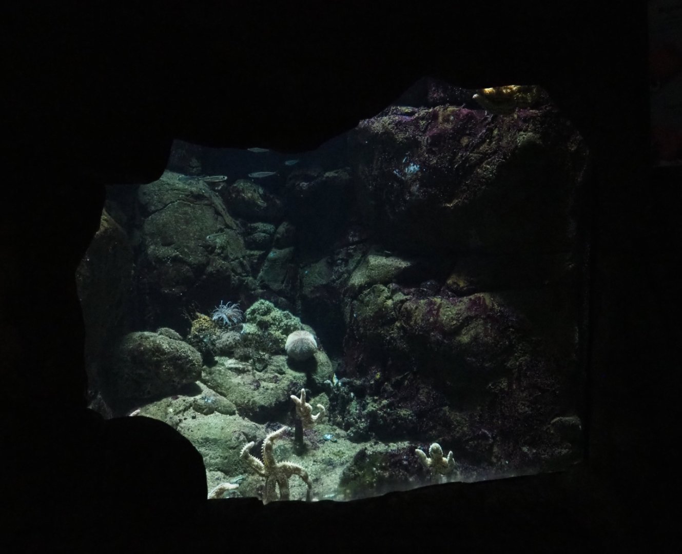 North Sea invertebrate and small fish aquarium (Nov 10th, 2018)