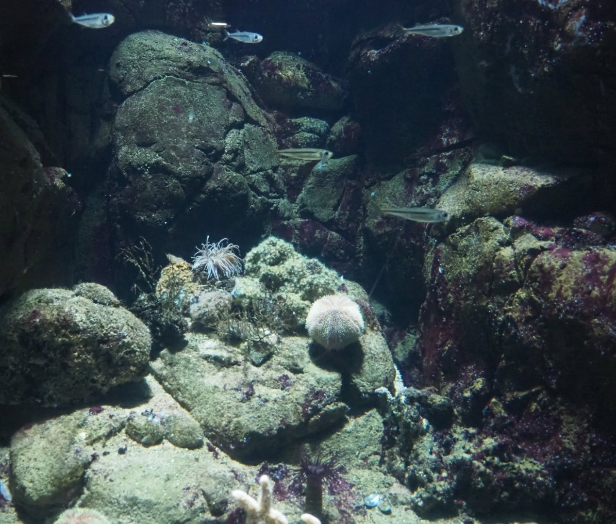 North Sea invertebrates and small fish aquarium (Nov 10th, 2018)