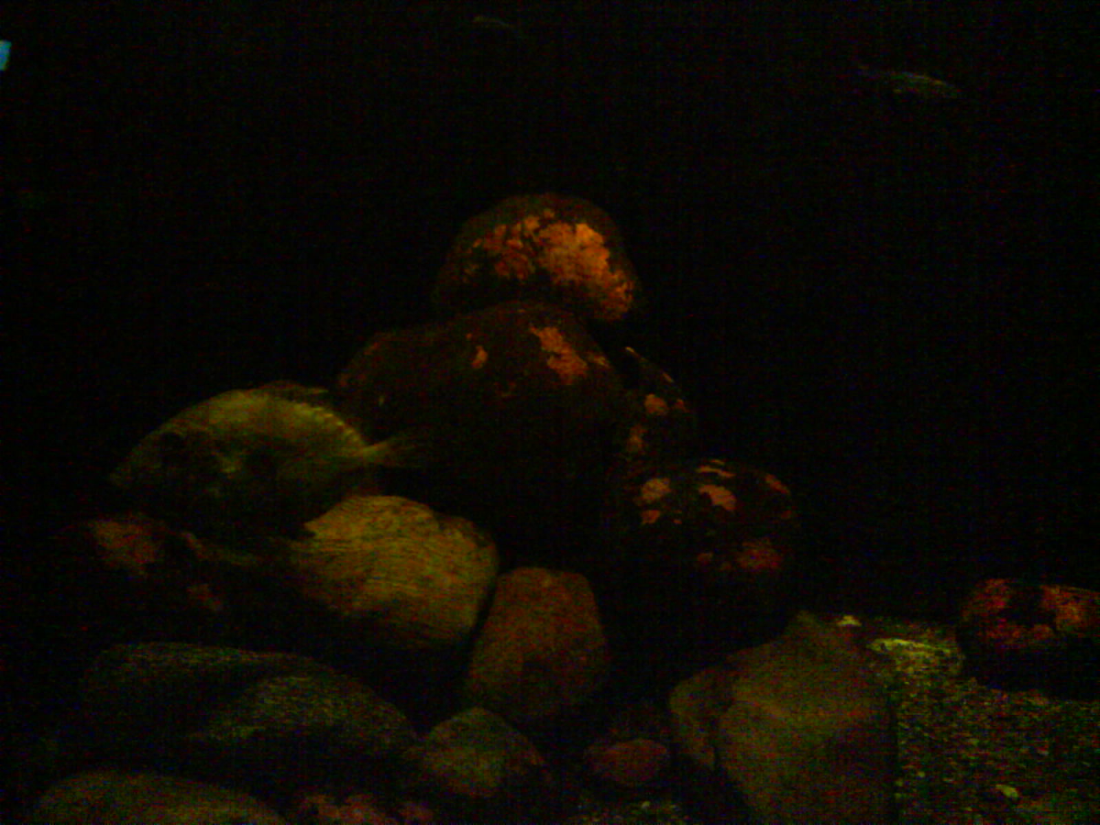 North Sea Oceanarium - Aquarium