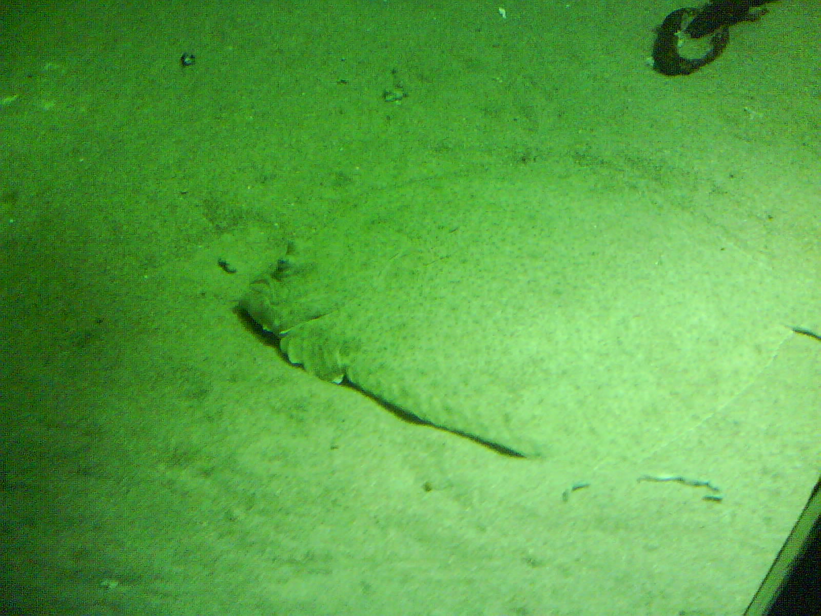 North Sea Oceanarium - Aquarium