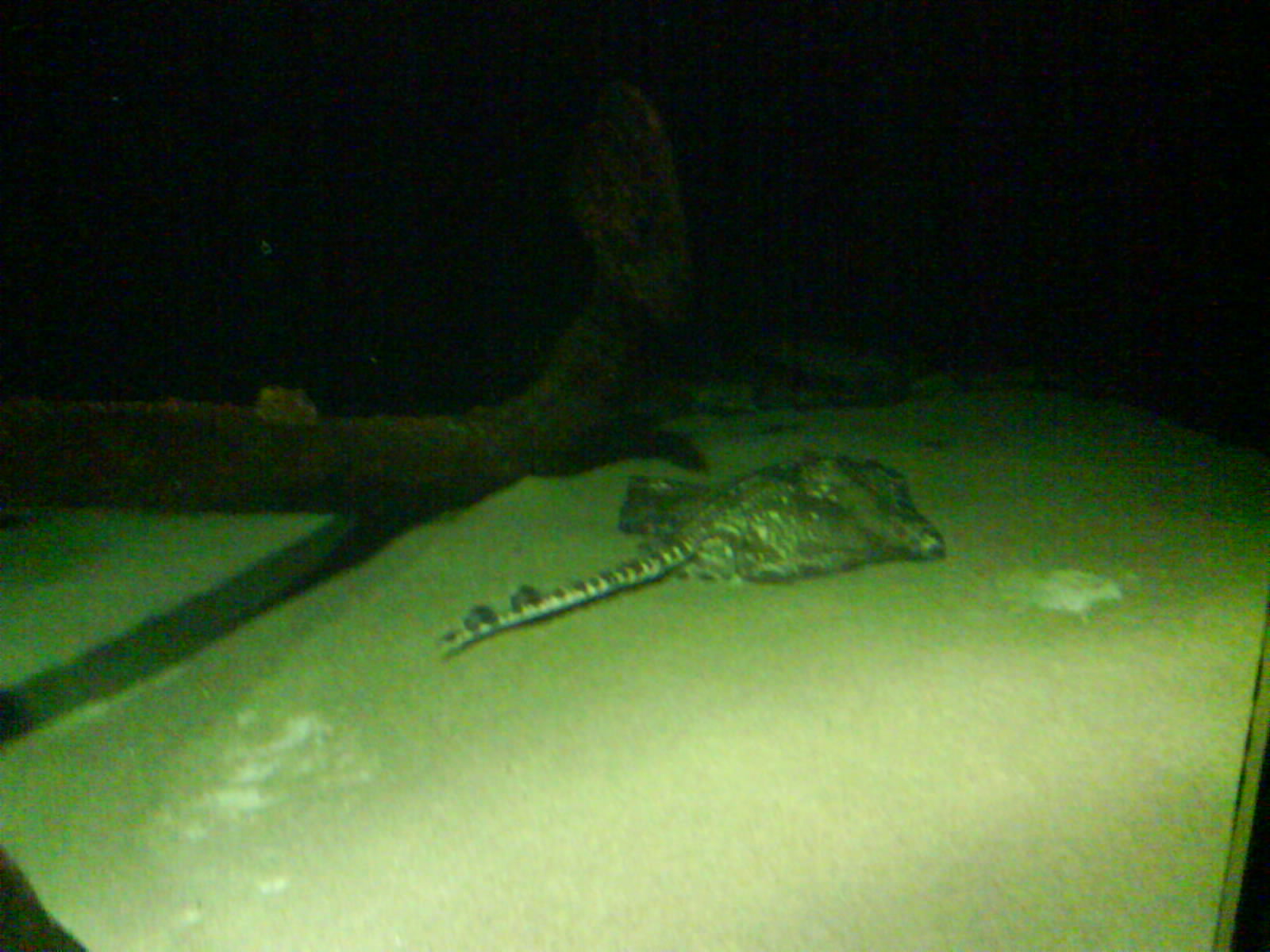 North Sea Oceanarium - Aquarium