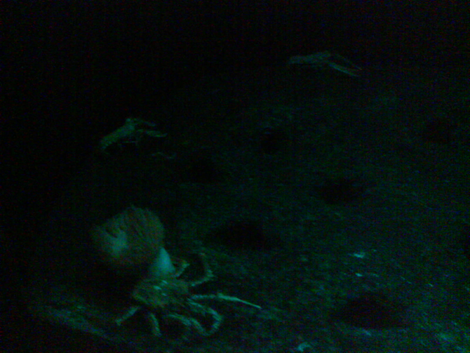 North Sea Oceanarium - Aquarium