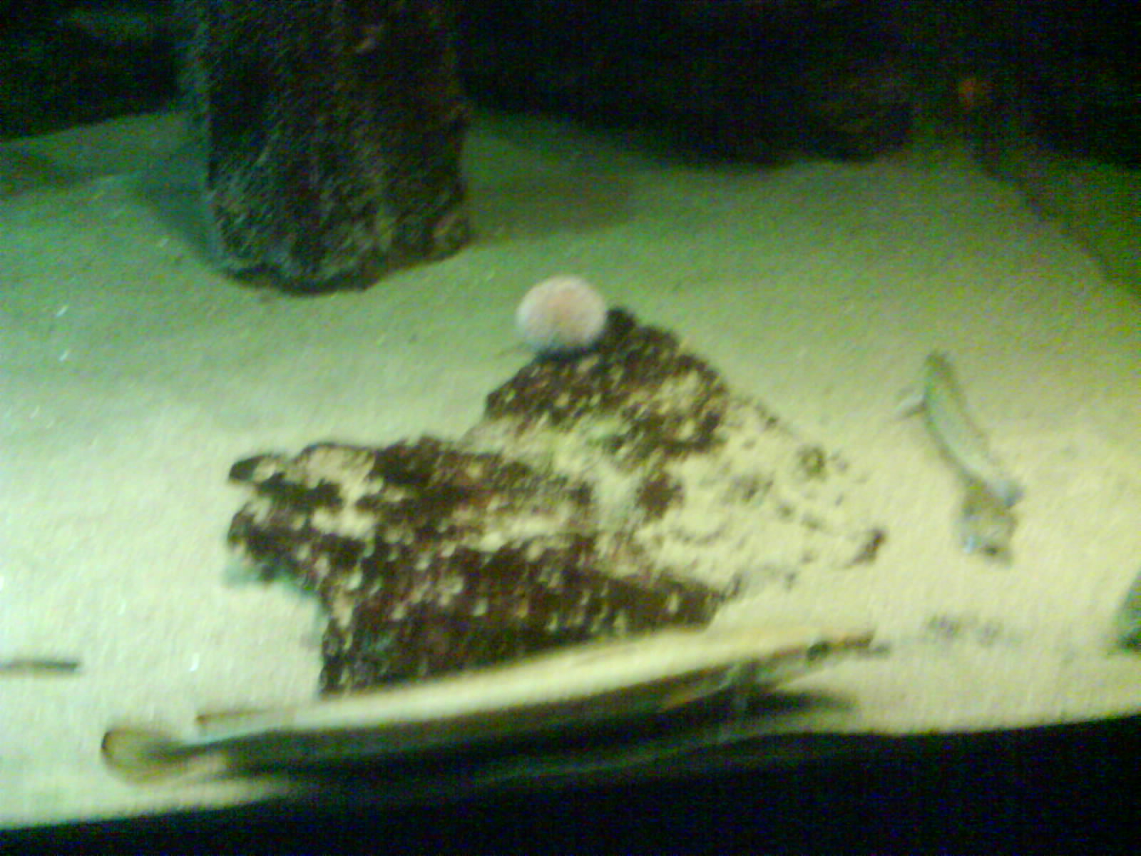 North Sea Oceanarium - Aquarium