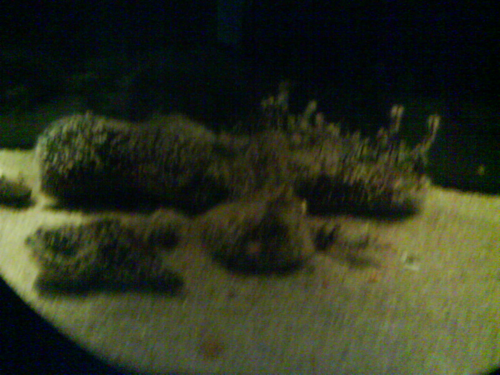 North Sea Oceanarium - Aquarium