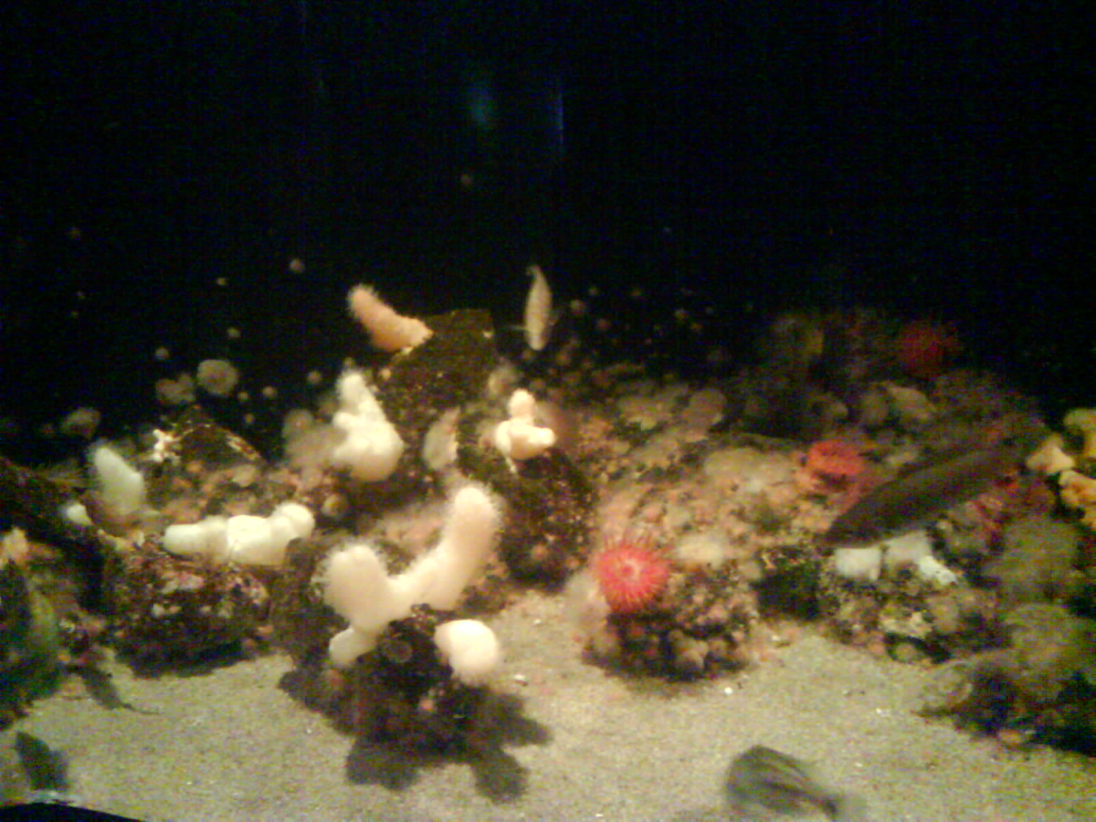 North Sea Oceanarium - Aquarium