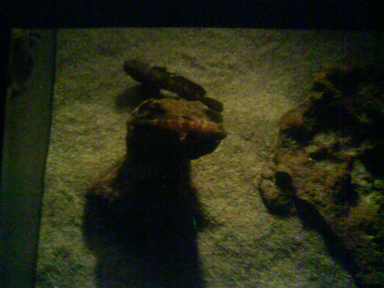 North Sea Oceanarium - Aquarium