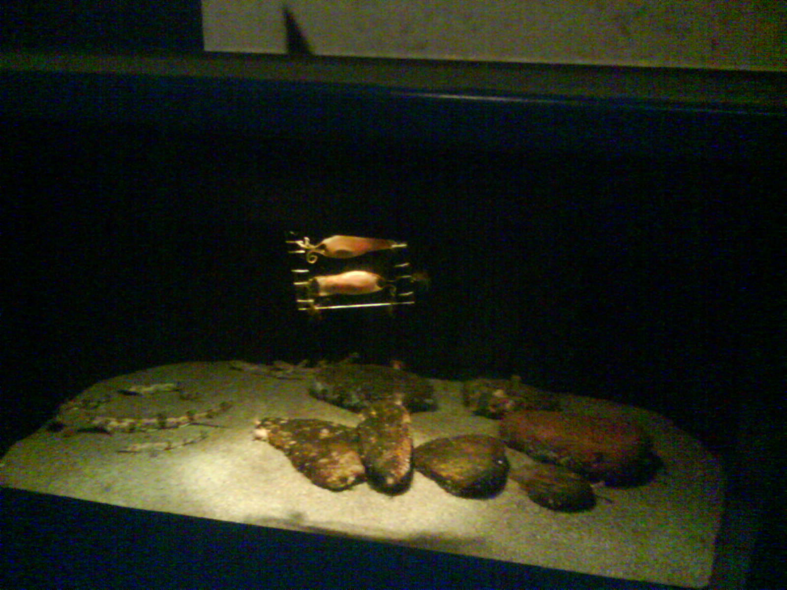 North Sea Oceanarium - Aquarium