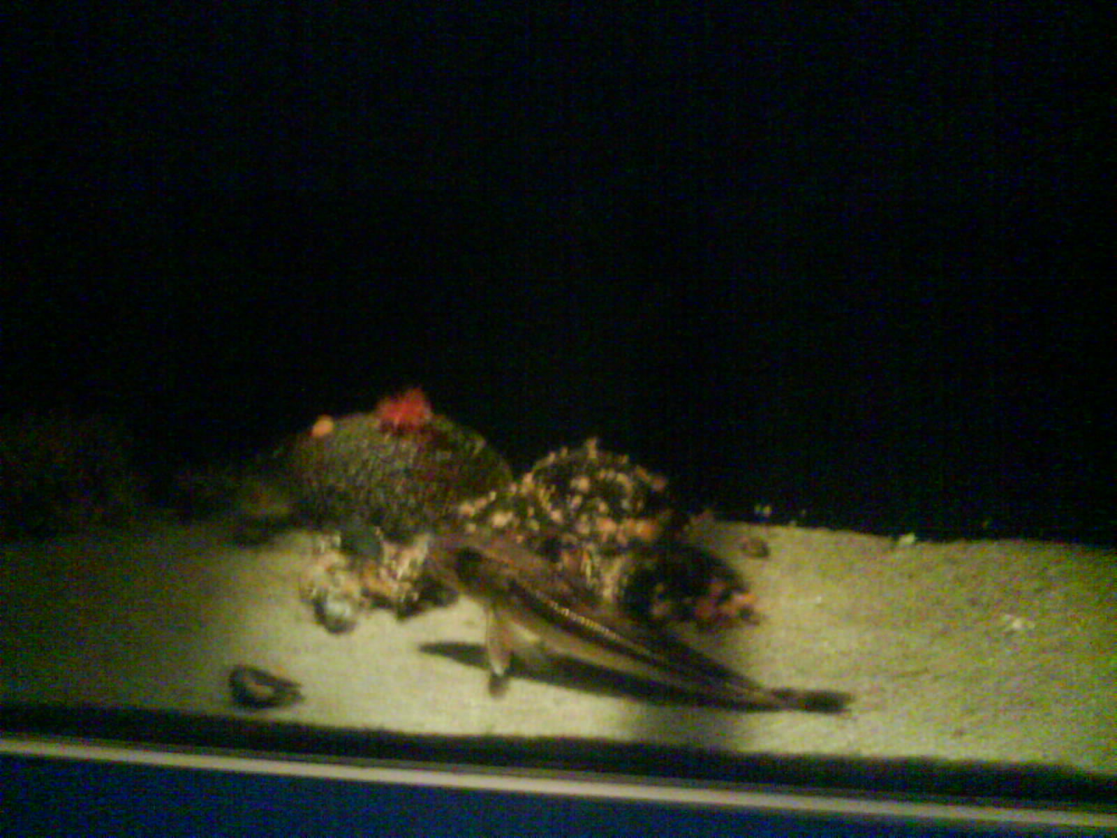 North Sea Oceanarium - Aquarium