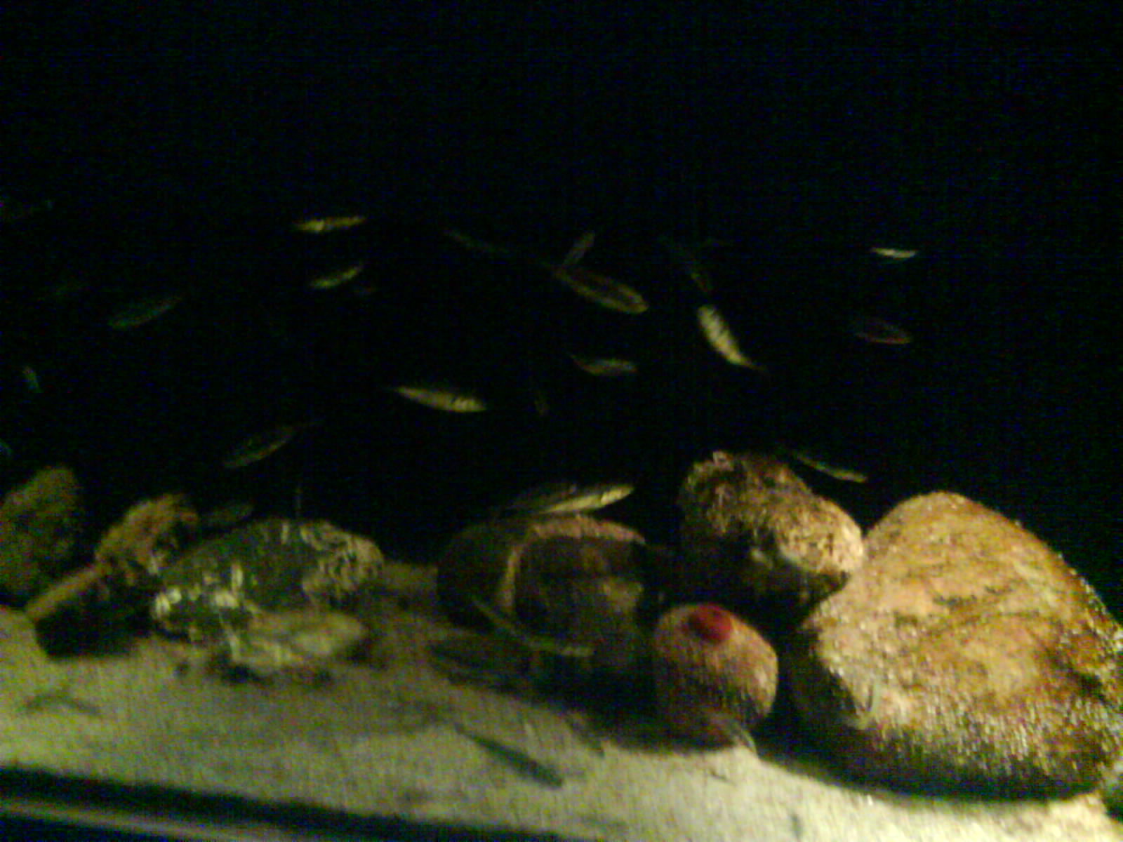 North Sea Oceanarium - Aquarium