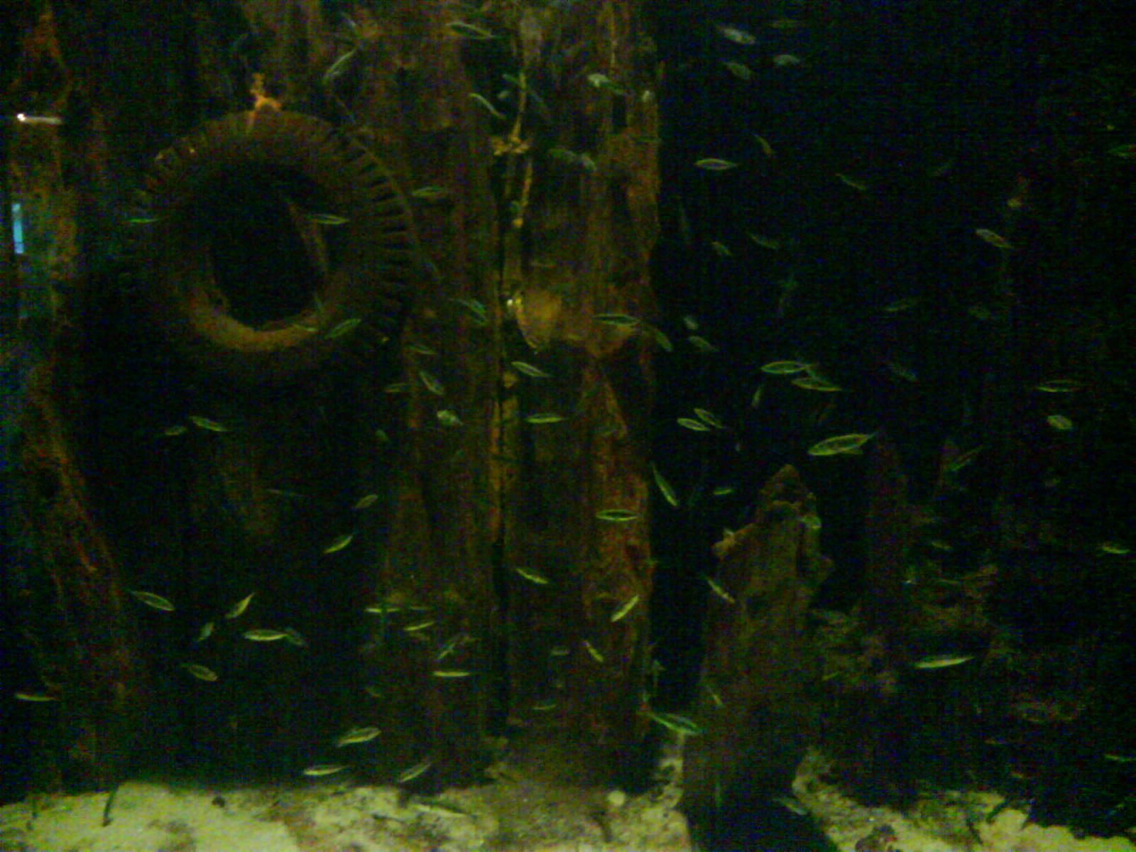 North Sea Oceanarium - Aquarium