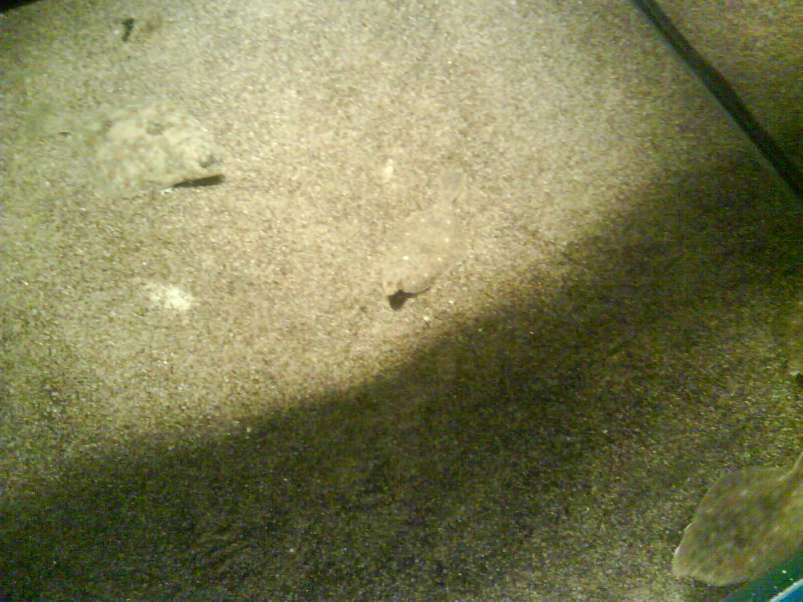 North Sea Oceanarium - Aquarium