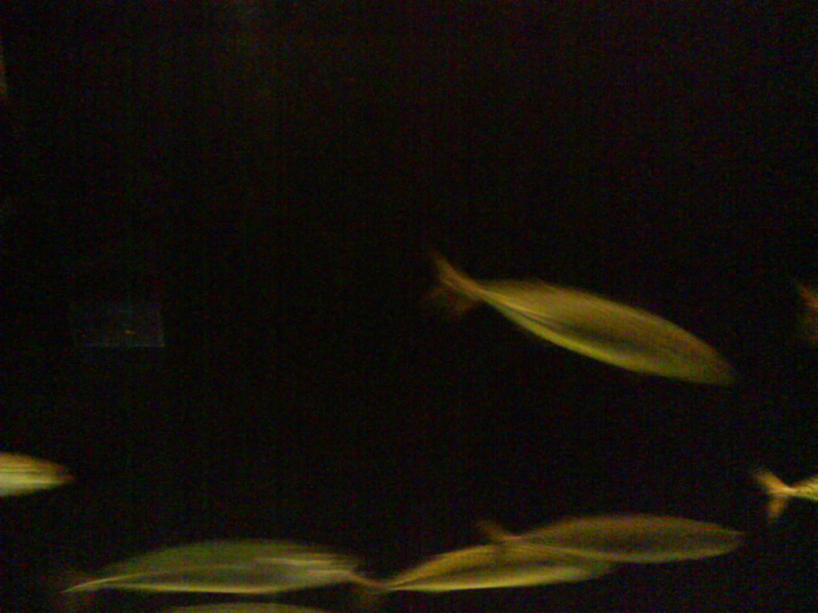 North Sea Oceanarium - Aquarium