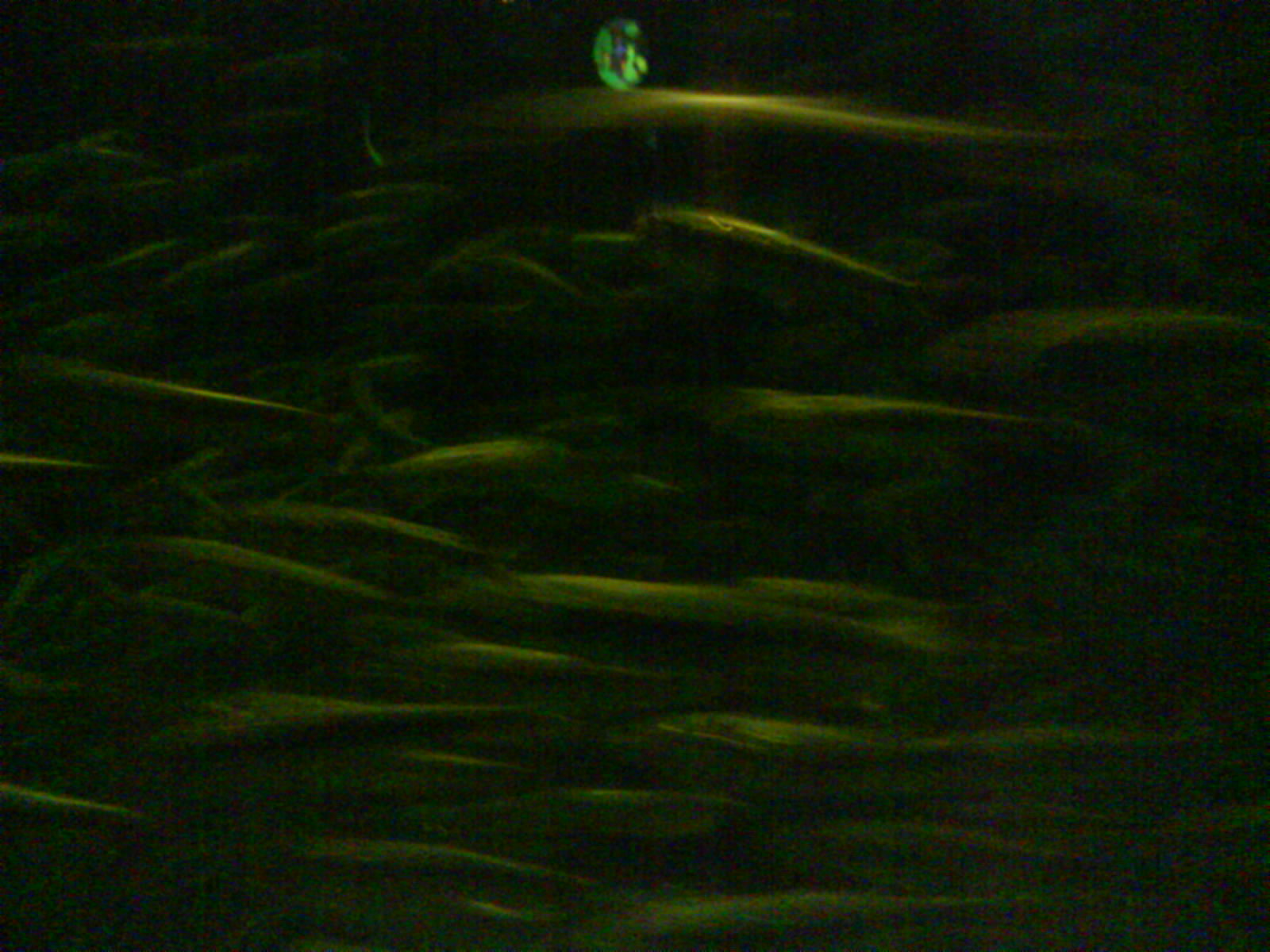 North Sea Oceanarium - Aquarium