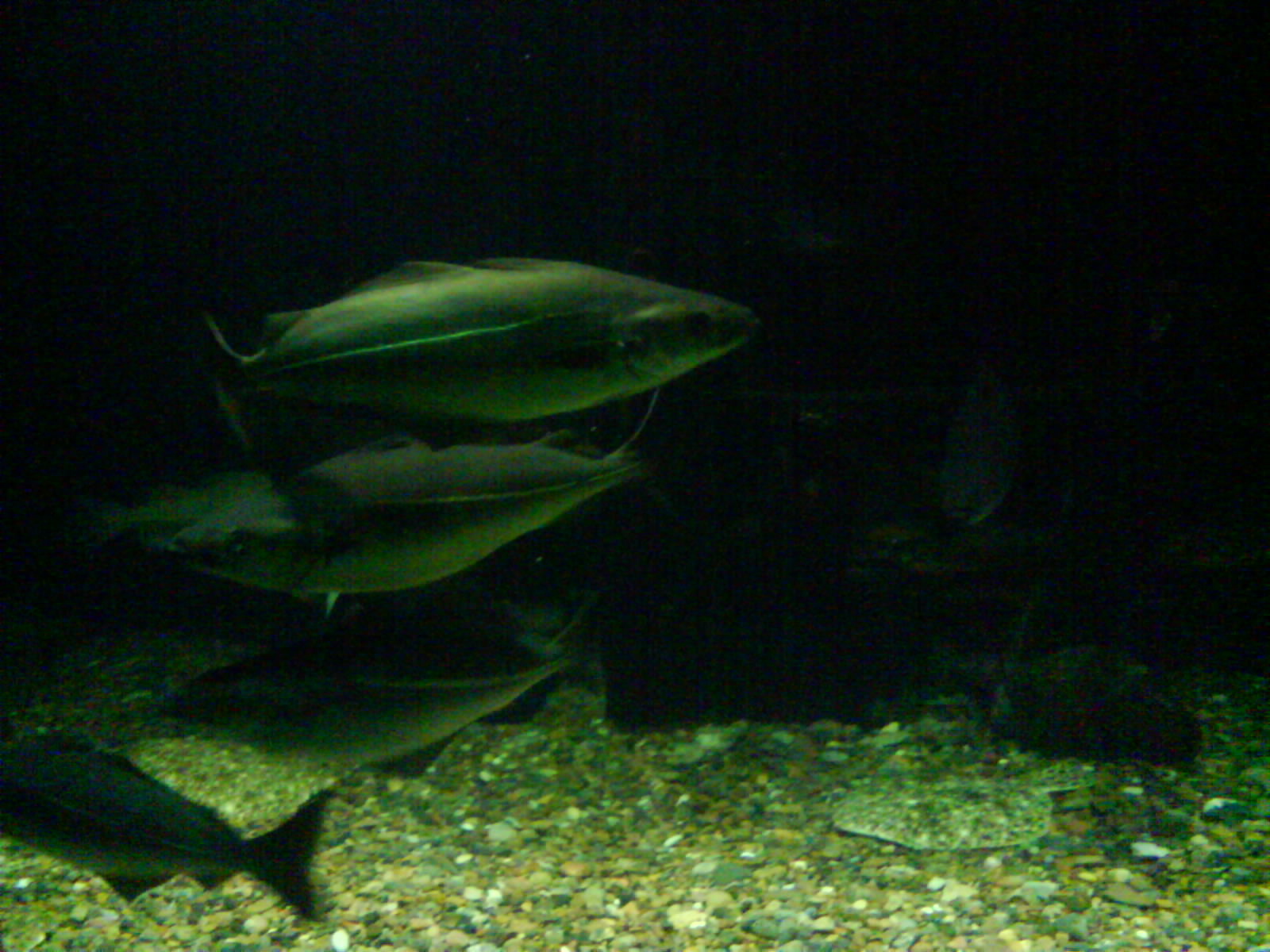 North Sea Oceanarium - Aquarium