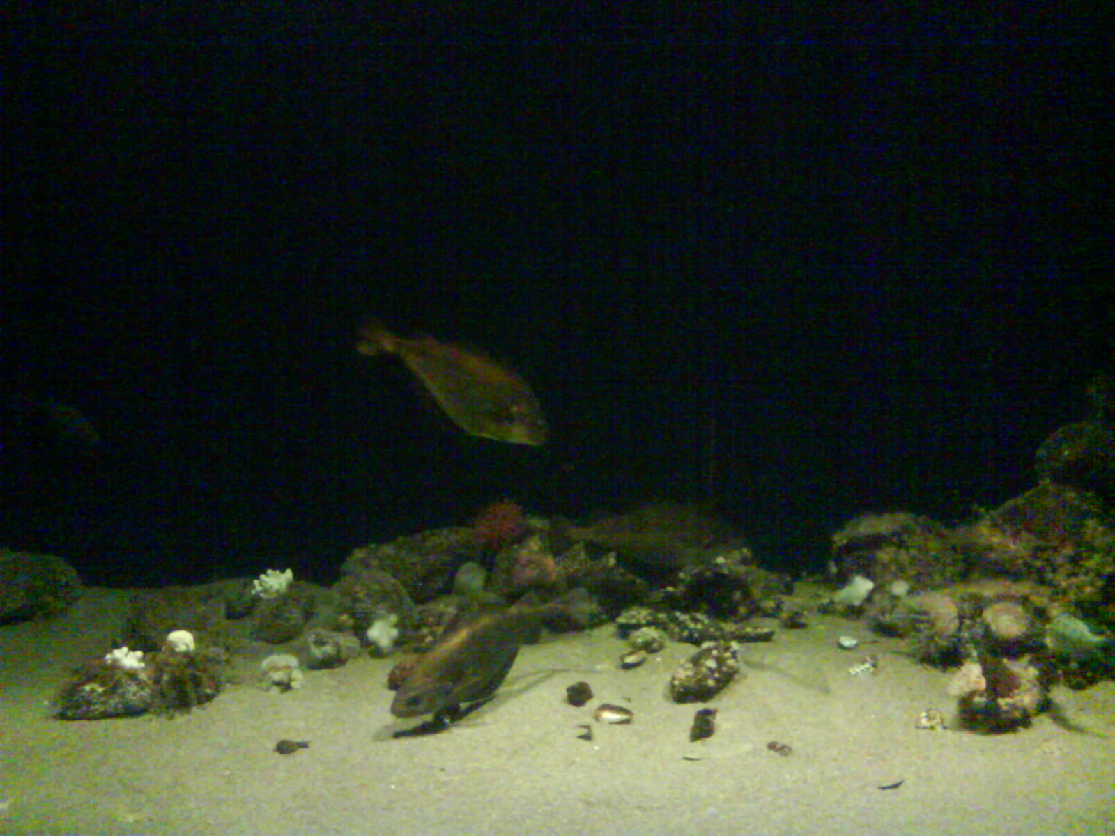North Sea Oceanarium - Aquarium