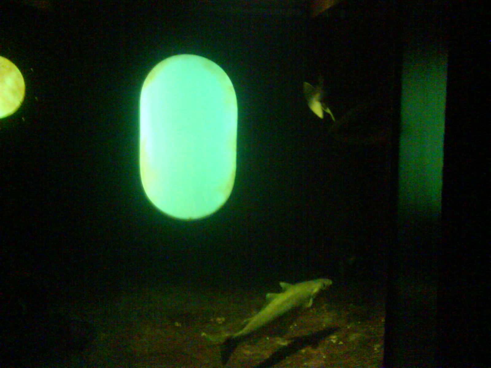 North Sea Oceanarium - Aquarium