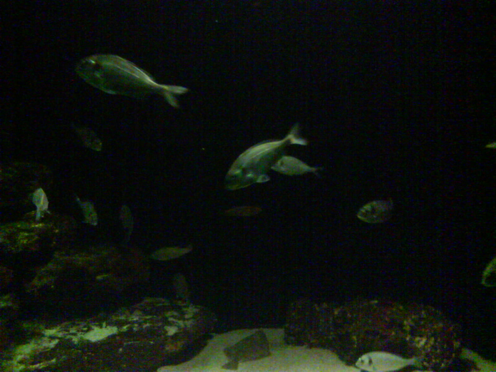 North Sea Oceanarium - Aquarium