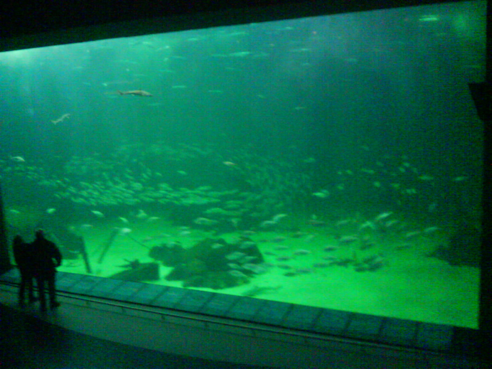 North Sea Oceanarium - Oceanarium