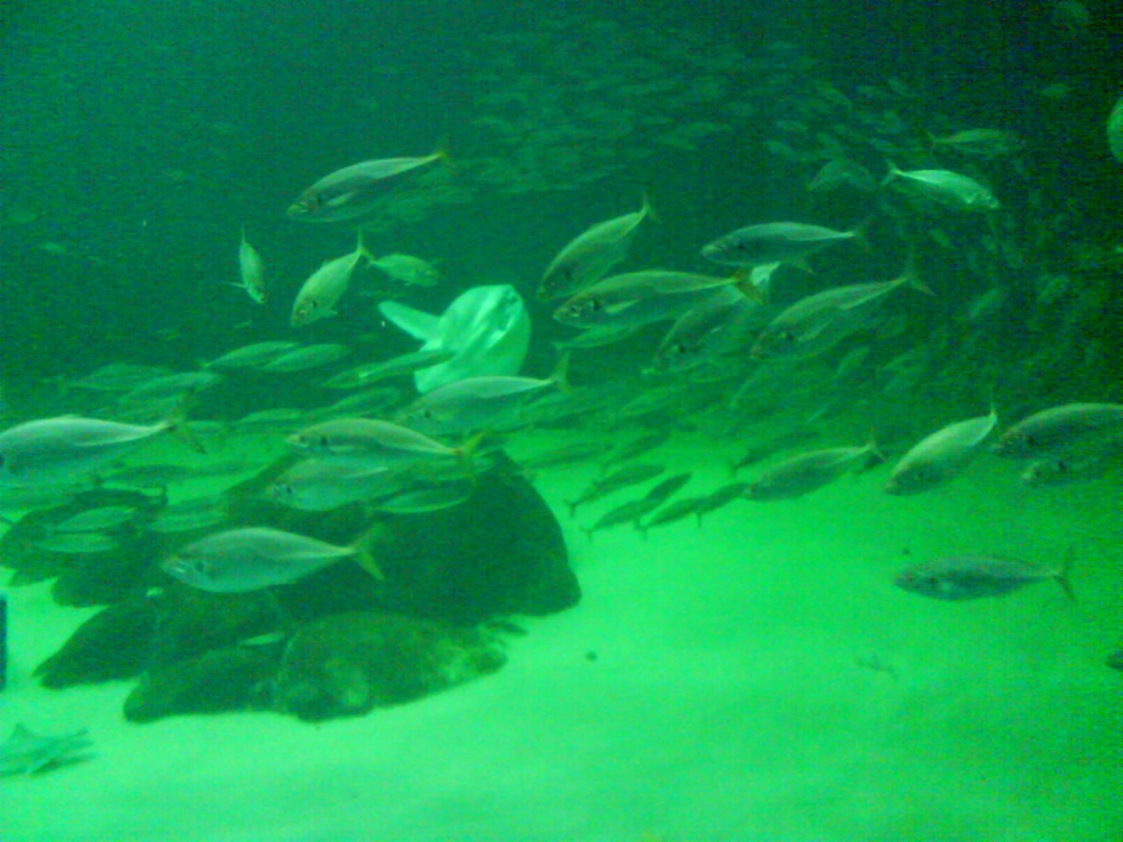 North Sea Oceanarium - Oceanarium