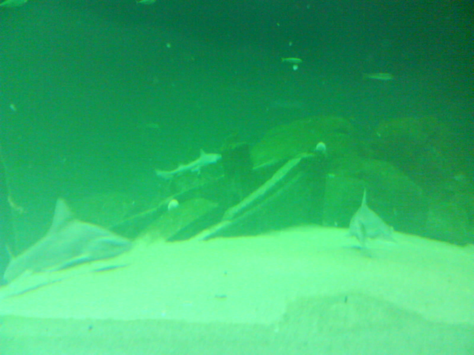 North Sea Oceanarium - Oceanarium