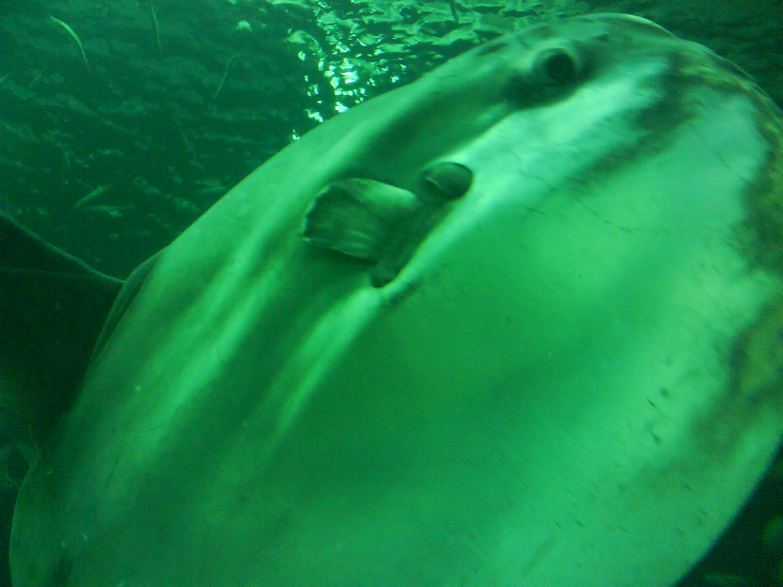 North Sea Oceanarium - Oceanarium