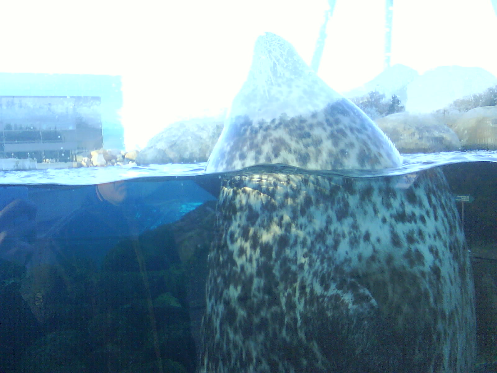 North Sea Oceanarium - Sealarium