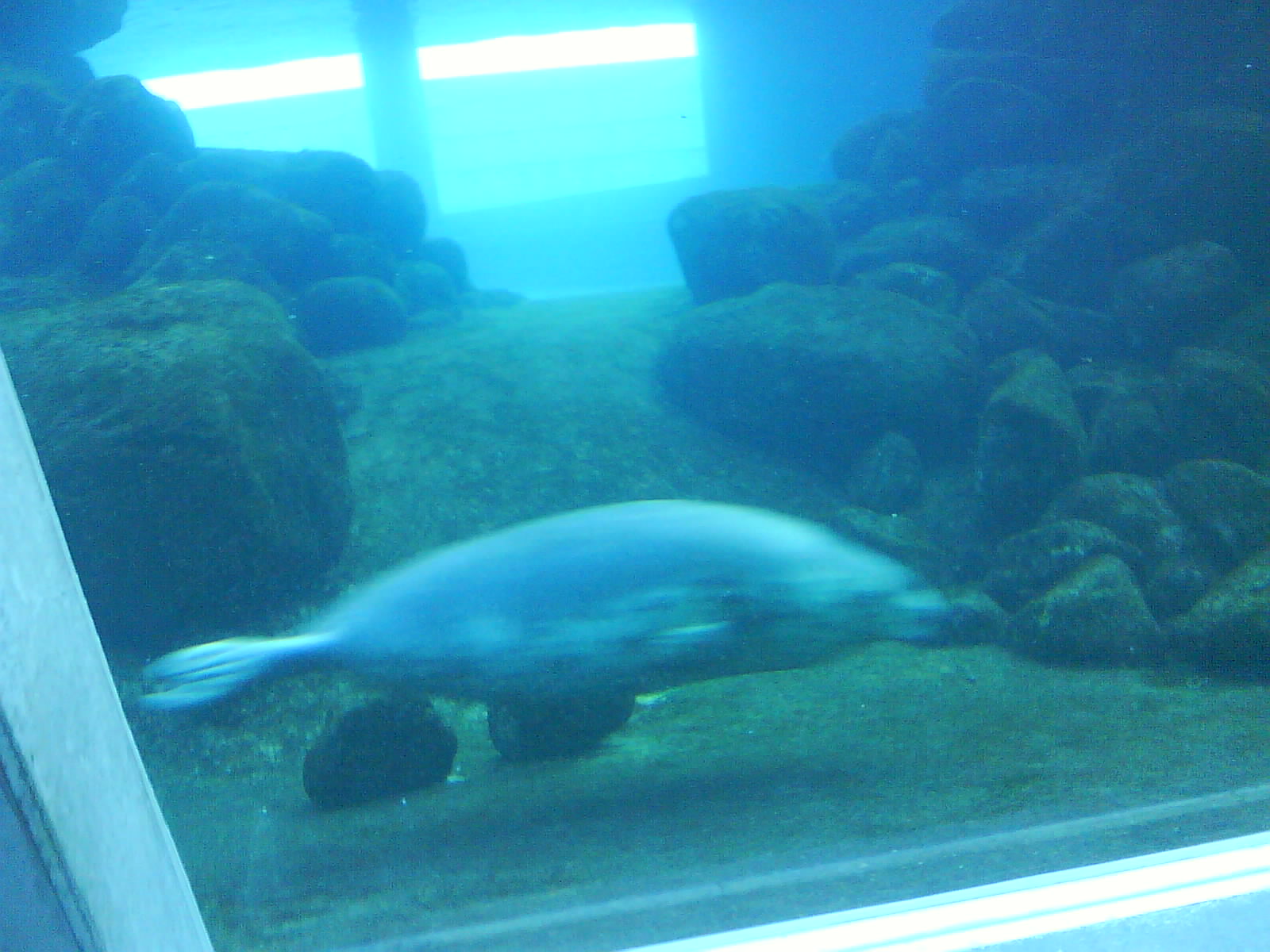 North Sea Oceanarium - Sealarium