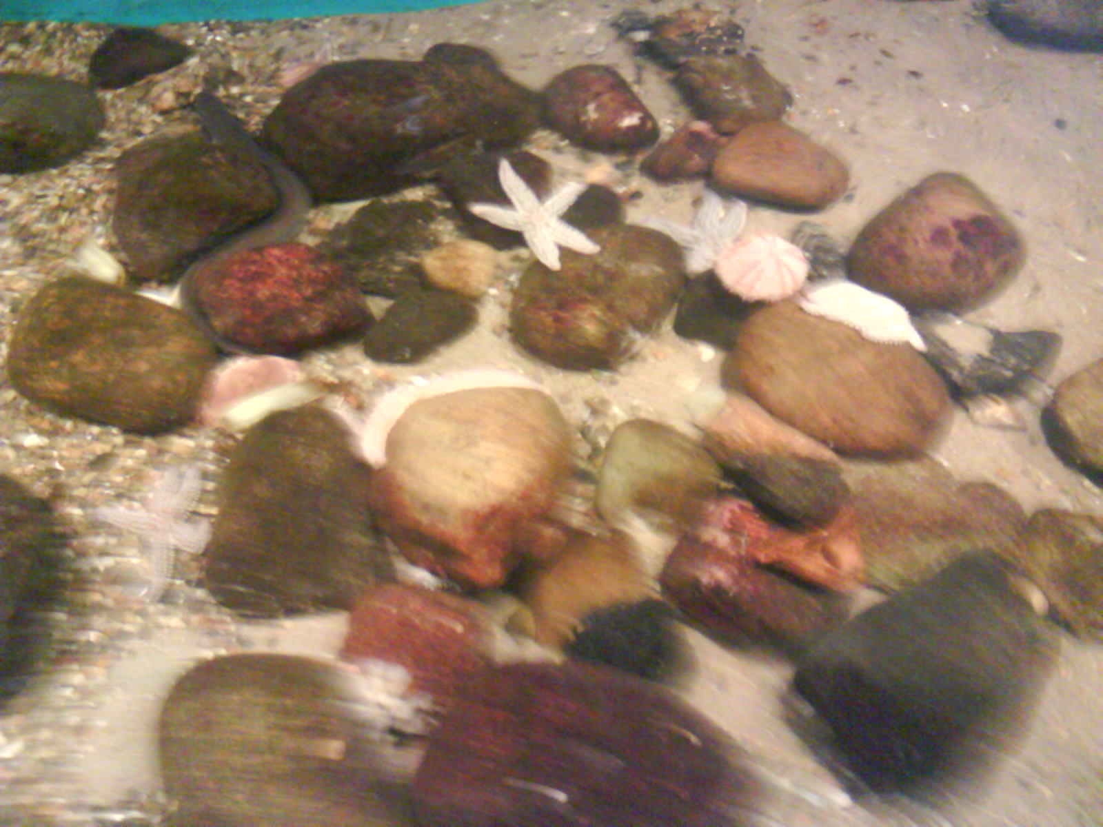 North Sea Oceanarium - Touch pool