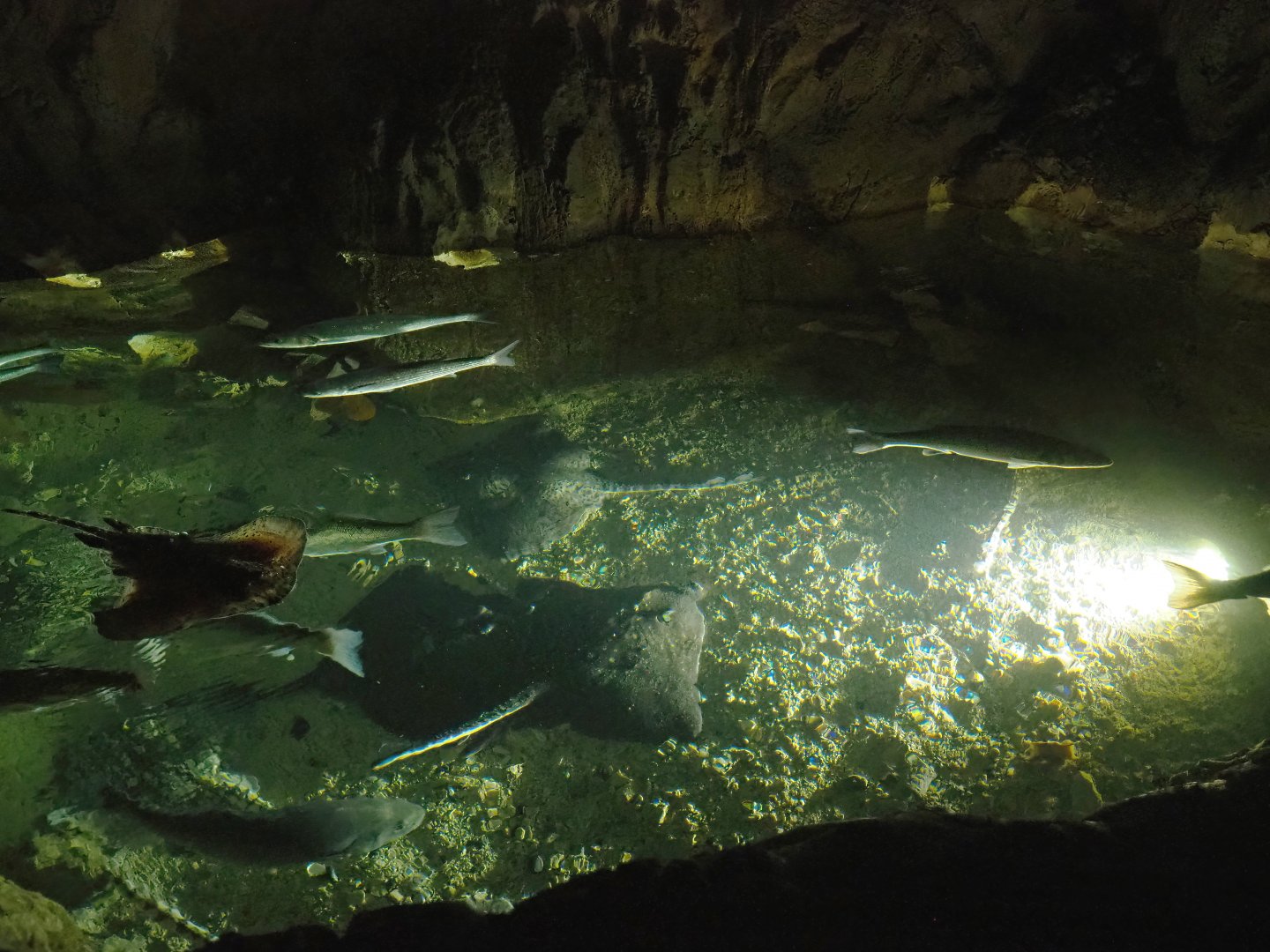 North Sea ray and seabass tank, 2023-10-13