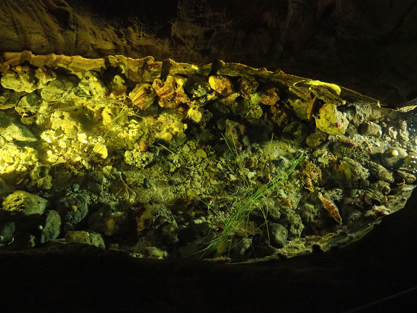 North Sea rock pool, 2023-10-13