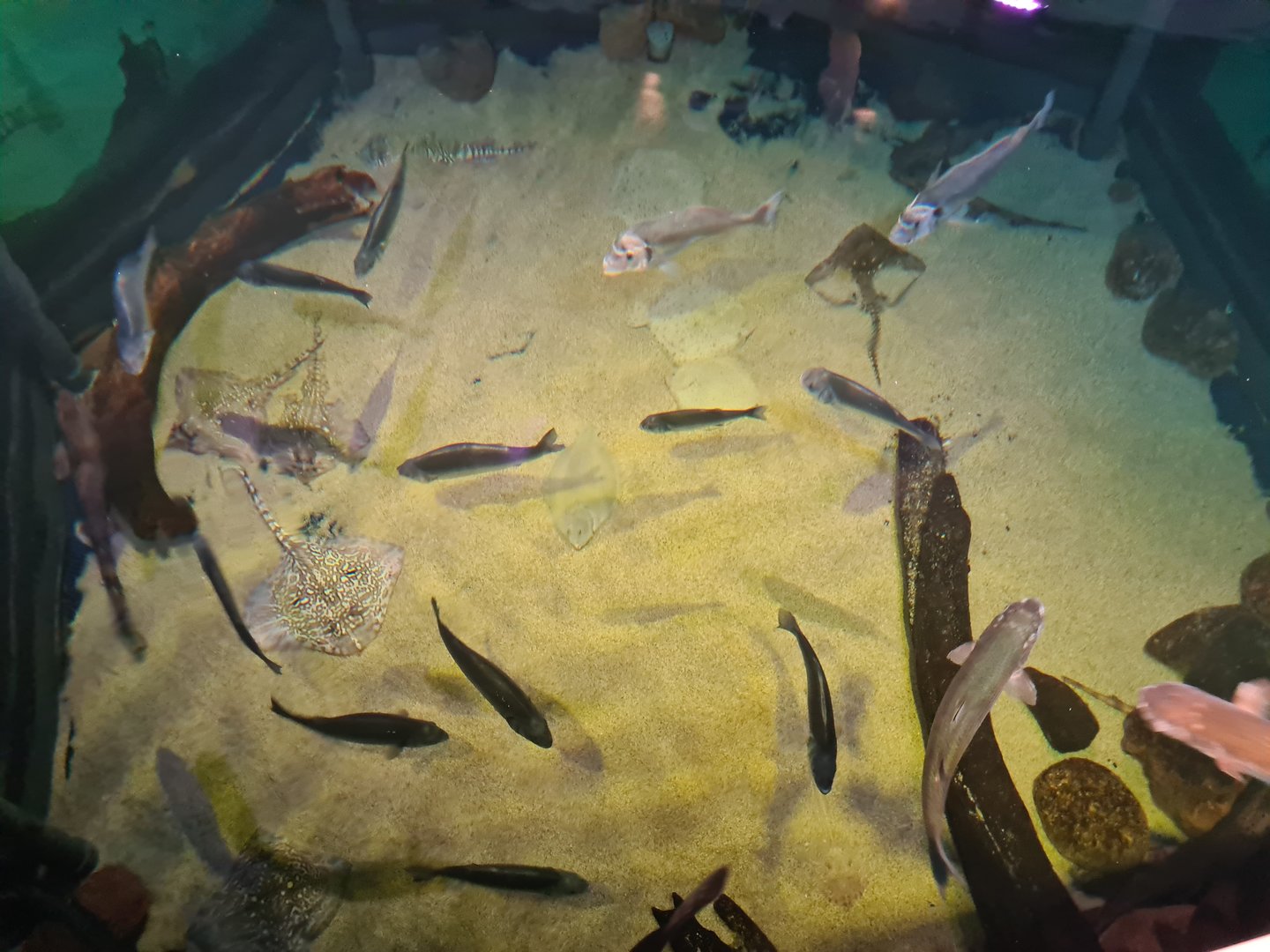 North Sea tank from above