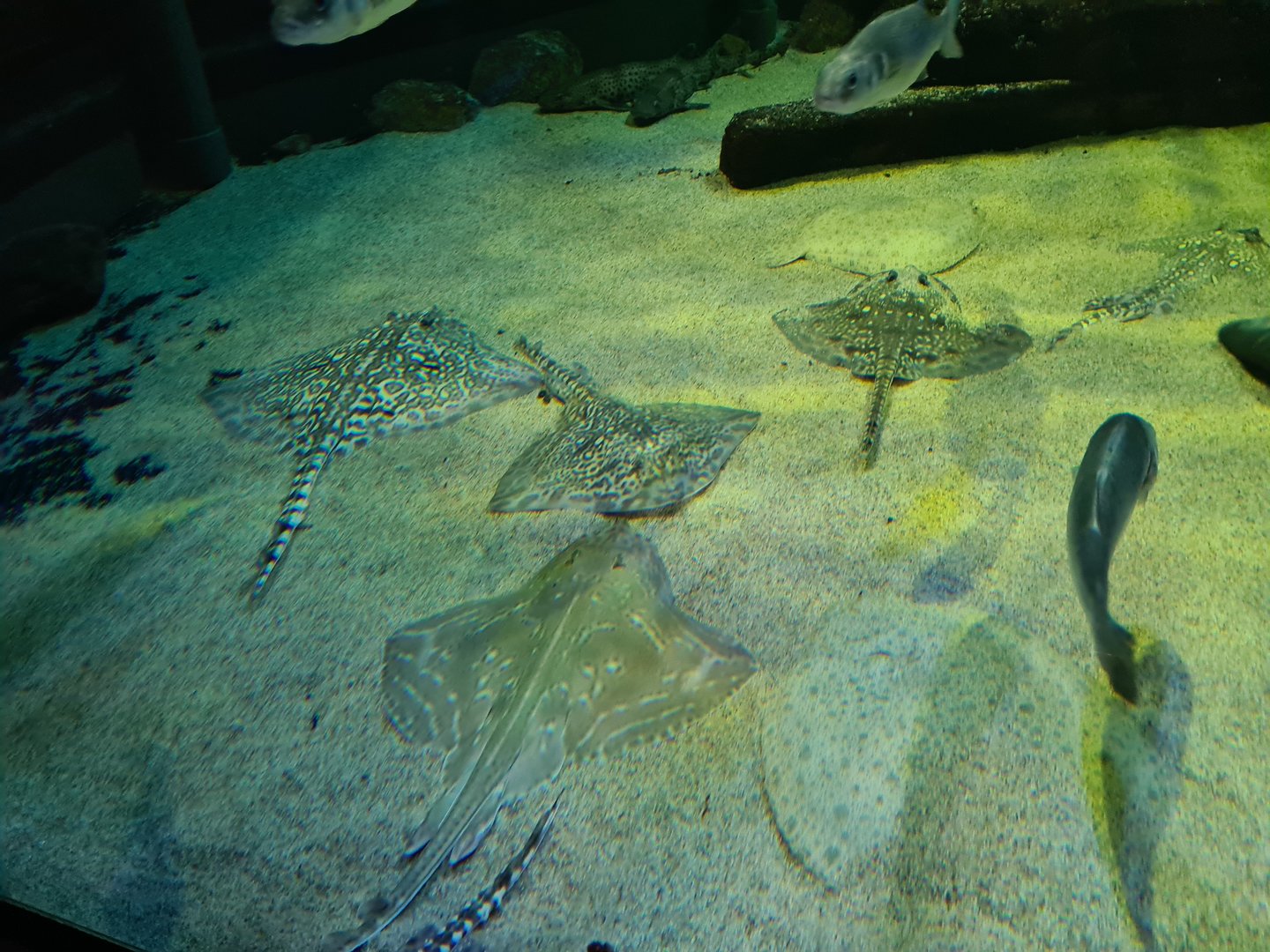 North Sea tank - Thornback ray, Small-eyed skate, Brill and Turbot
