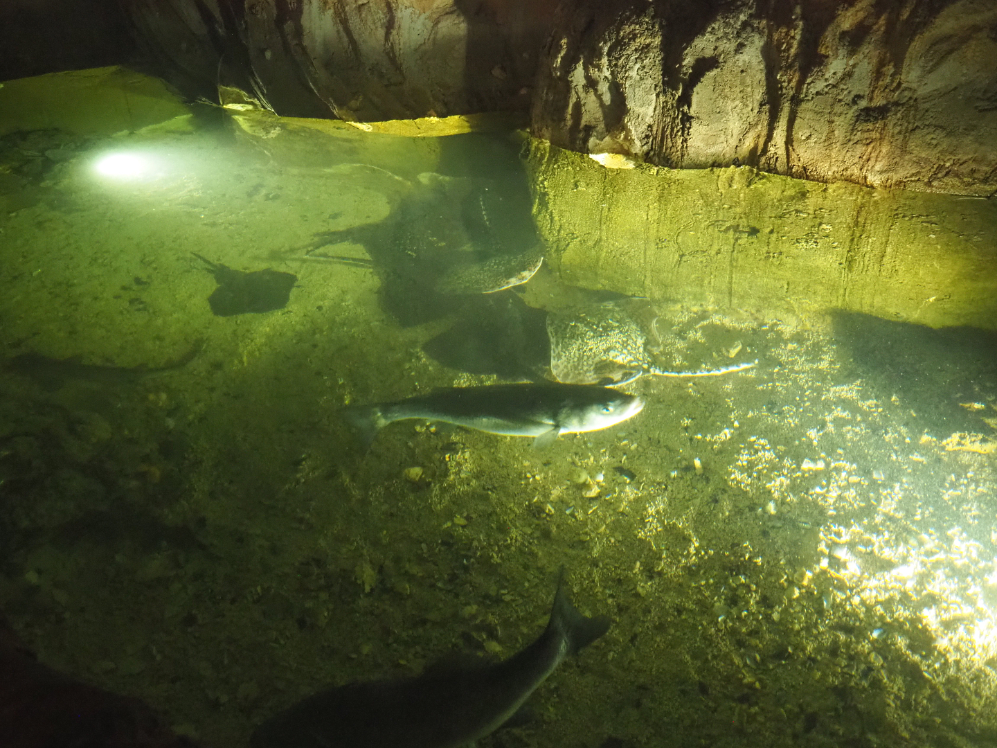 North Sea tank with European seabass and rays, 2022-09-14