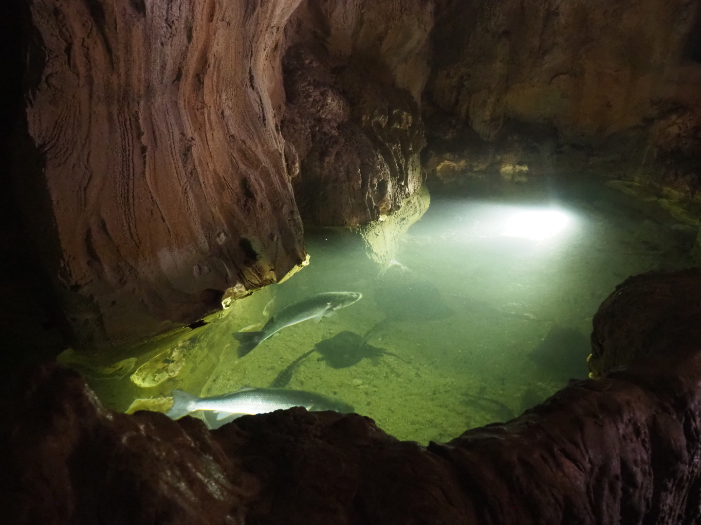 North Sea tank with European seabass and rays, 2022-09-14