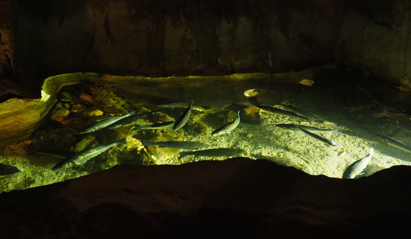 North Sea tank with mullet and seabass, 2020-09-03