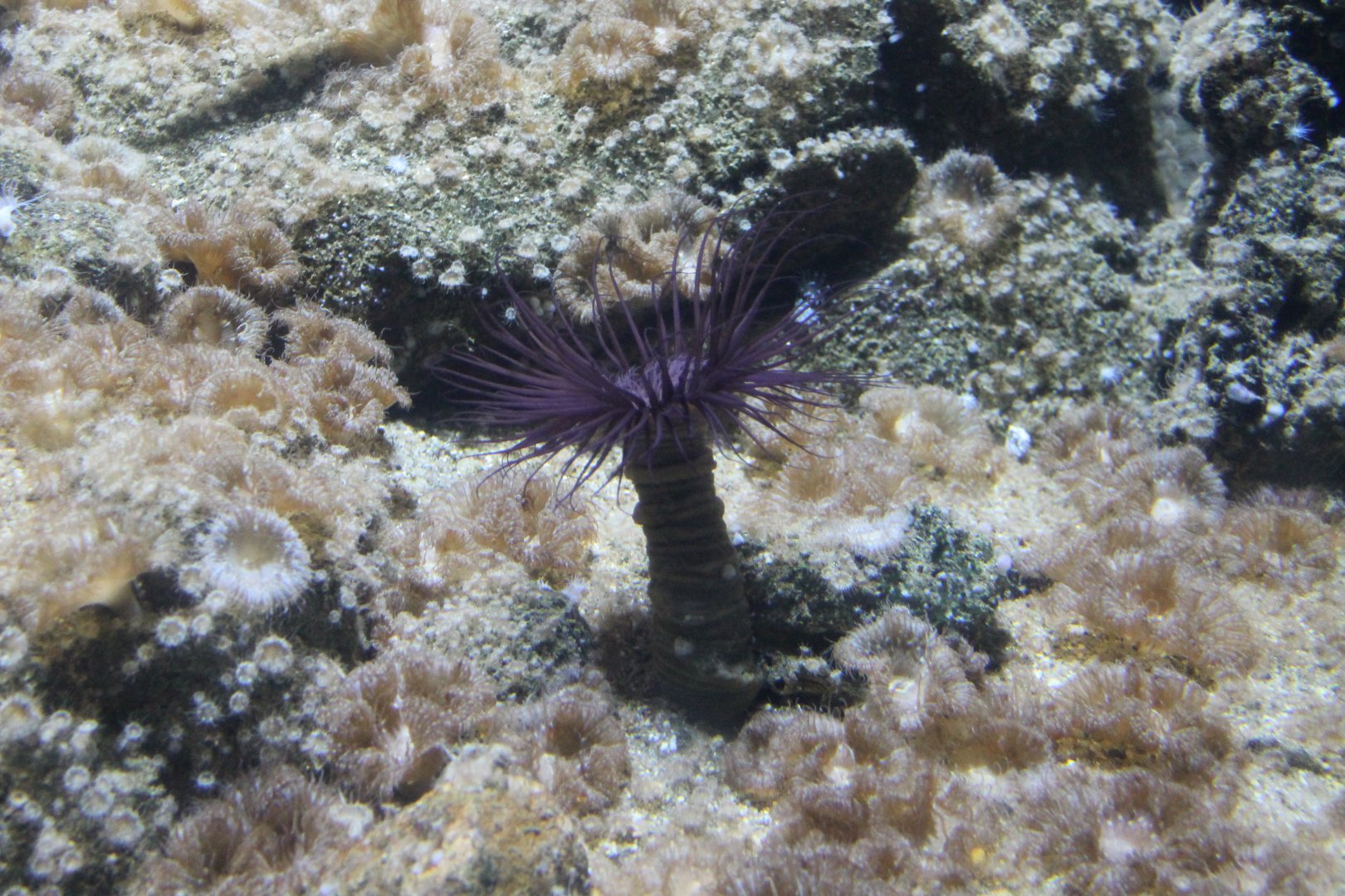 North Sea tube anemone