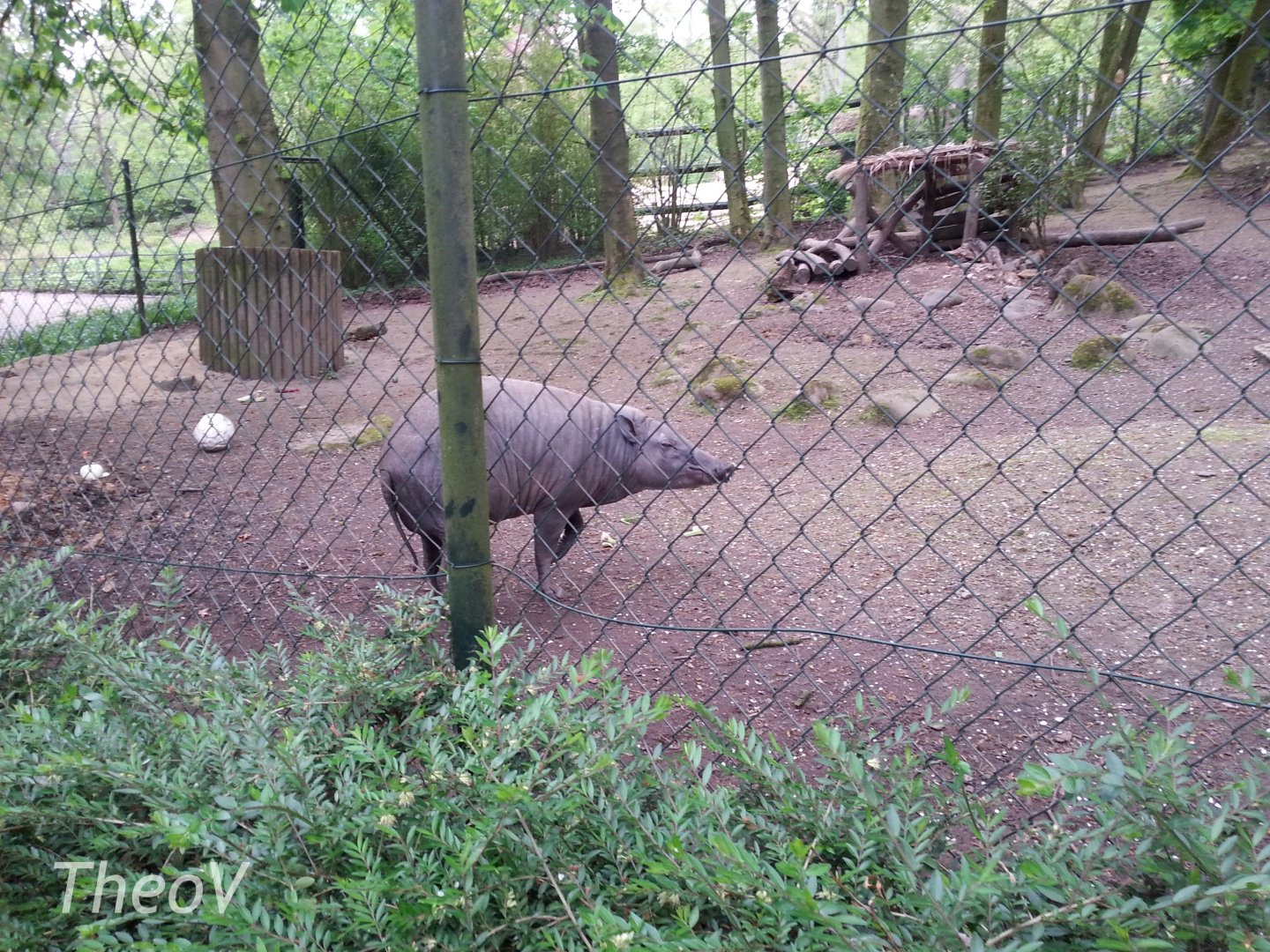North Sulawesi babirusa [2014]