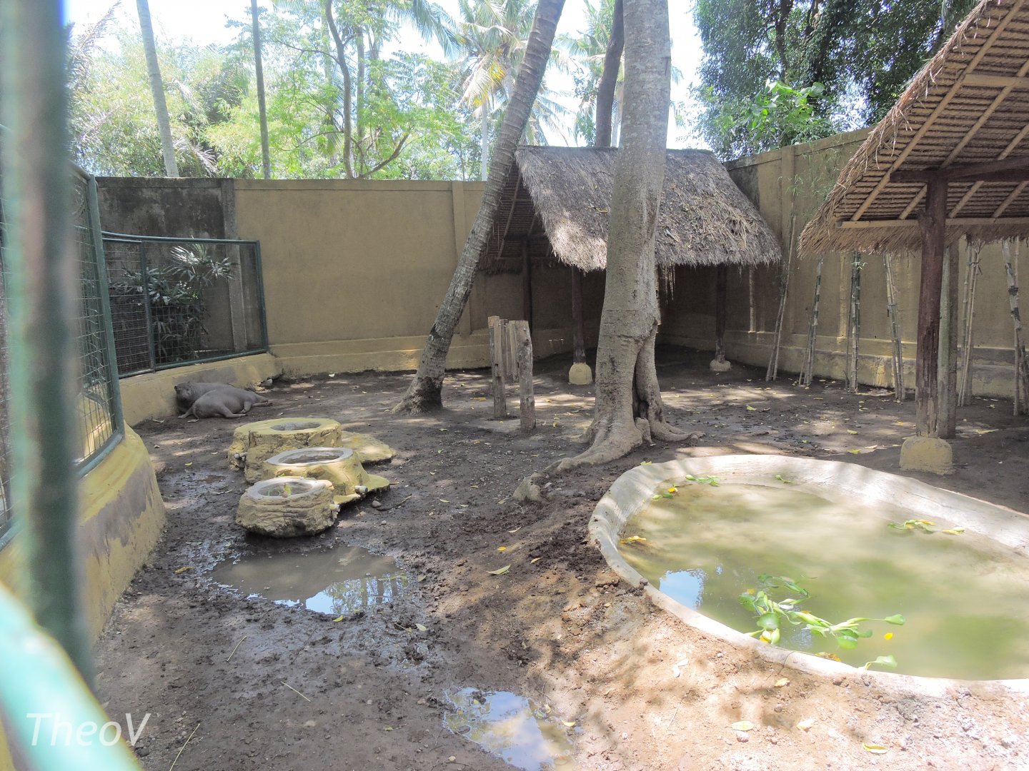 North Sulawesi babirusa [2016]