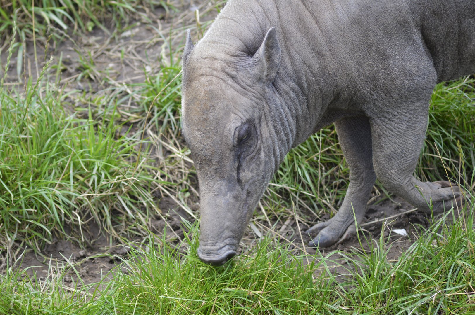 North Sulawesi babirusa [2019]