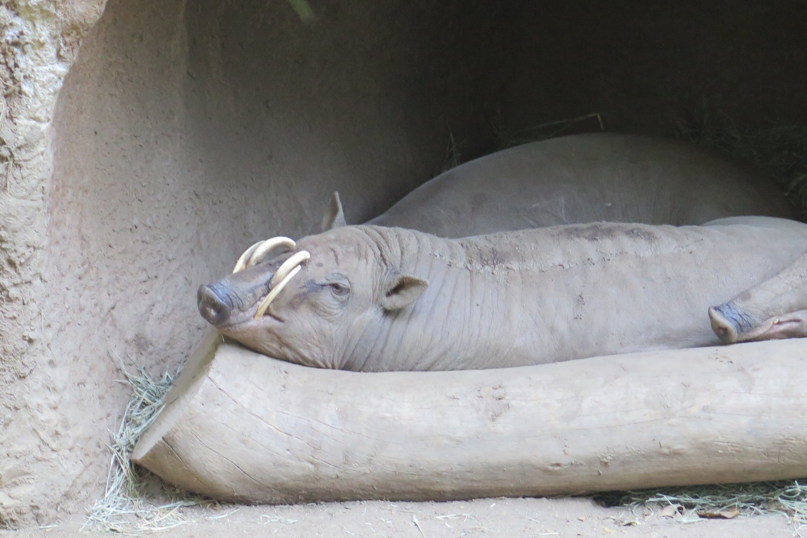 North Sulawesi Babirusa(8/23/2024)